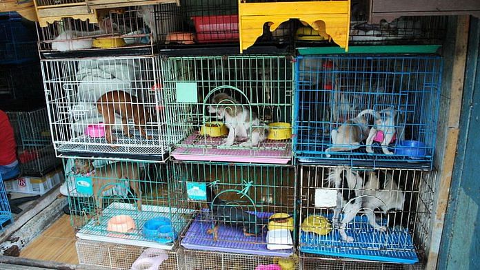 Pets shouldn't die inside shops in COVID-19 lockdown: Animal welfare
