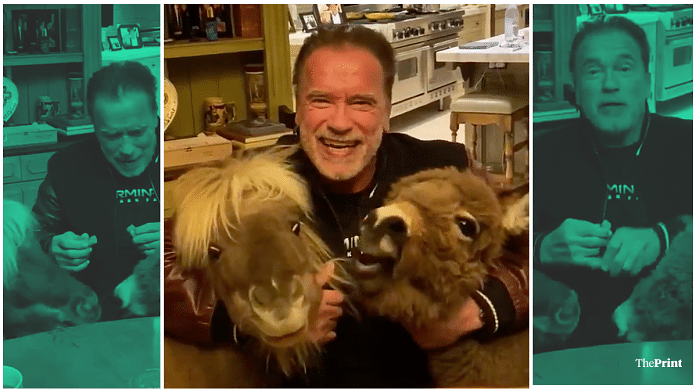 Arnold Schwarzenegger with his ponies Whisky and Lulu in a still from the video