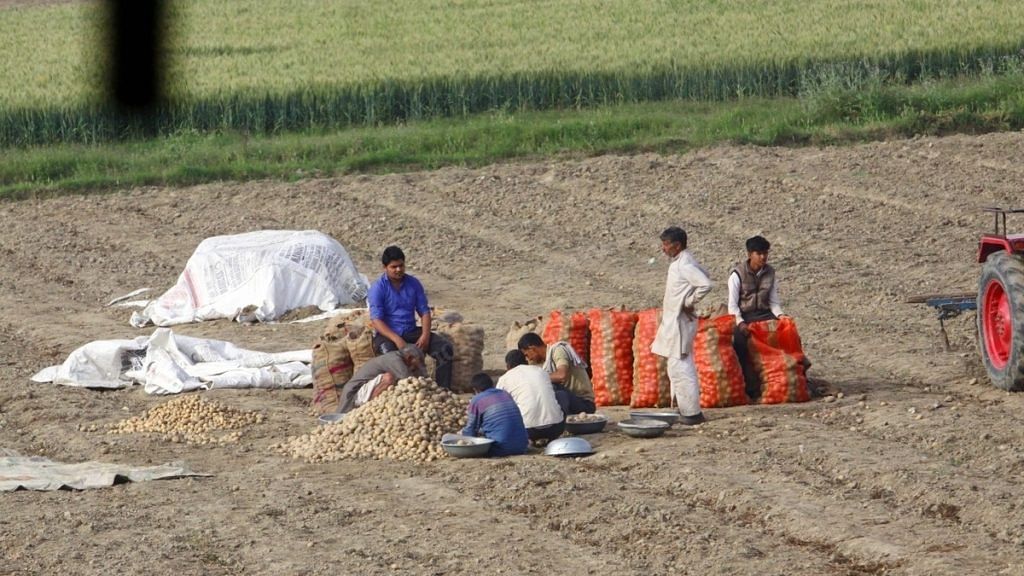 A potato farmer and his family in Baghpat collecting their produce in a bag, unsure of what to do with it next. | Photo: Praveen Jain/ThePrint