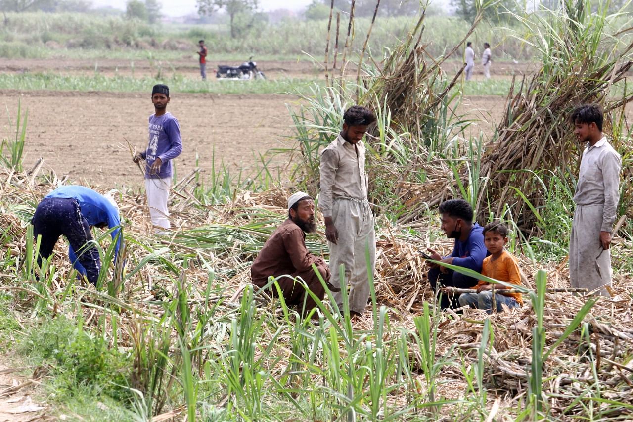 Farmer Prince Tyagi (third from right) and labourers working on his sugarcane farm in Baghpat. | Photo: Praveen Jain/ThePrint