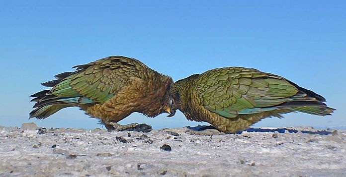 A pair of kea parrots. | Photo: Flickr