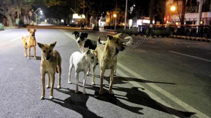 Dogs on the streets of Lucknow | Photo: Praveen Jain | ThePrint