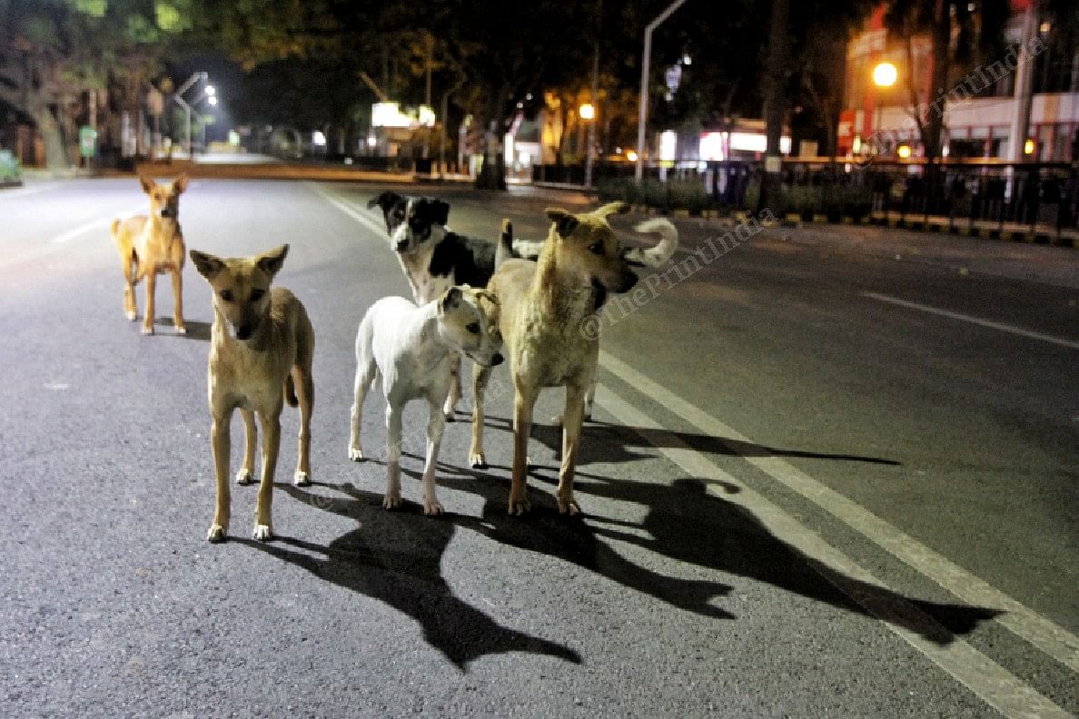 Dogs on the streets of Licknow | Photo: Praveen Jain | ThePrint