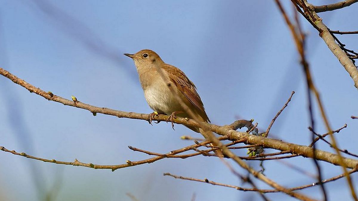 Nightingale, Songbird, Migratory, Nocturnal