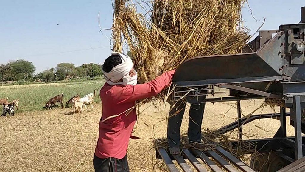 Farmers put wheat crop through a crusher in Uttar Pradesh | Photo: Samyak Pandey | ThePrint