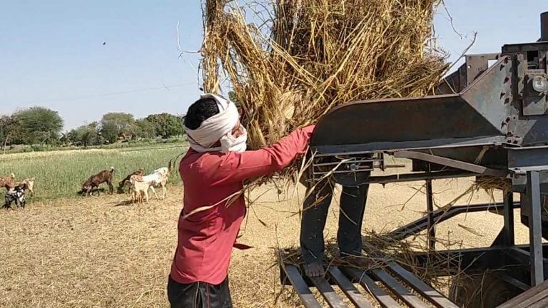 India’s seed sales seen growing at fastest pace in 7 years despite economic slump