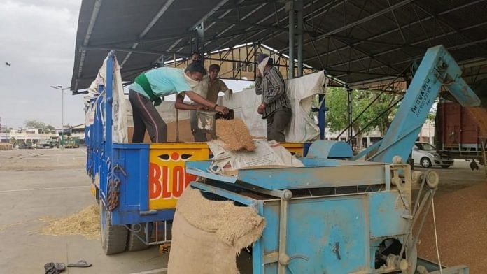 Labourers unload wheat at the Khanna Mandi in Punjab | Photo: Urjita Bhardwaj | ThePrint