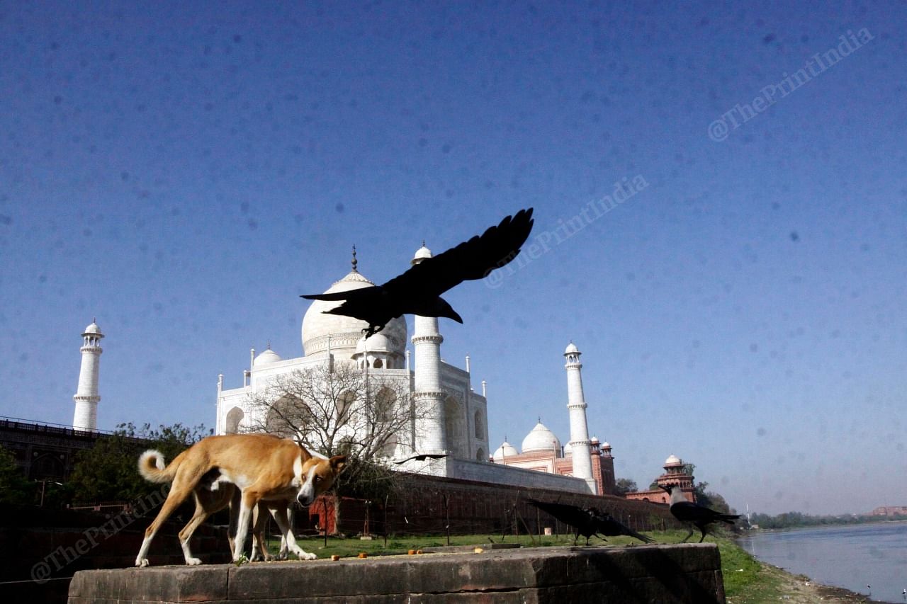Look of Taj Mahal from Dussehra Ghat | Photo: Praveen Jain | ThePrint