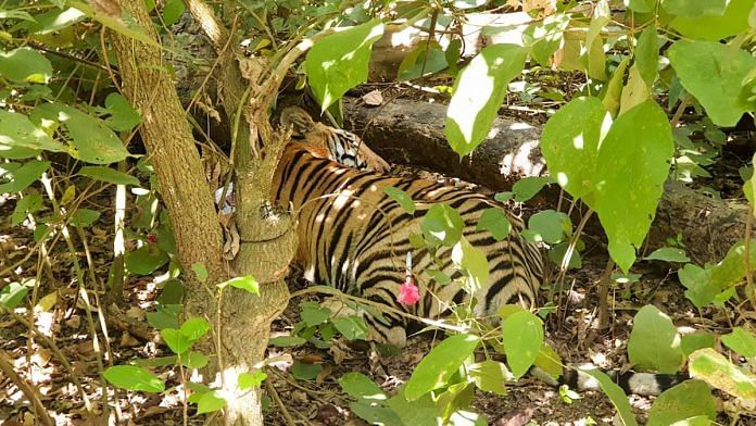 A tranquillized tiger near the Pilibhit Tiger Reserve on 3 April 2020 | PTI