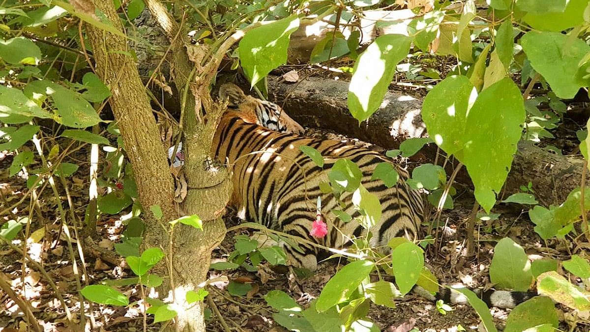 Indian zoos and national parks on Covid-19 alert after tiger tests ...