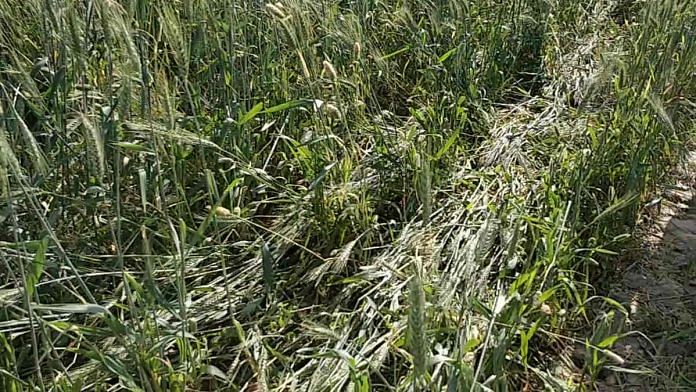 Wheat crop destroyed by stray cattle at Pradeep Shukla's farm in Sakara, Sitapur, Uttar Pradesh | Photo: Samyak Pandey | ThePrint