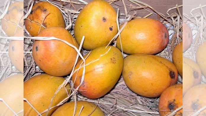 Representational image of Alphonso mangoes | Commons