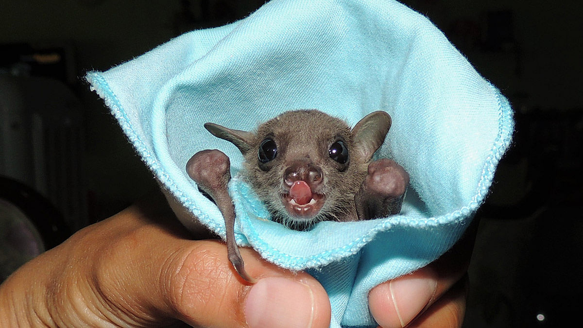 How do bats stay safe from the thousands of viruses they host? New study  holds some clues