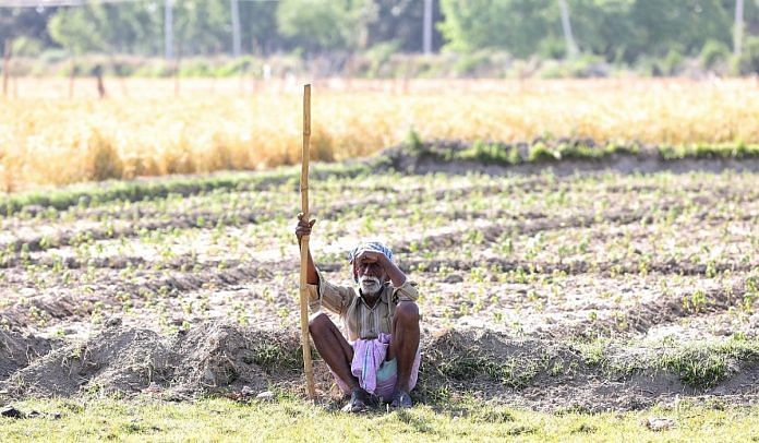 A farmer in UP who is facing labour shortage to harvest his standing crop | By special arrangement