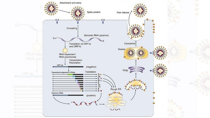 The new, detailed genetic architecture of novel coronavirus | www.ibs.re.kr