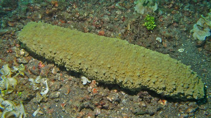 Representational image | Sea cucumbers | Photo: Flickr