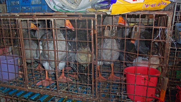 China’s wet market Covid origin theory returns with study citing illegal wildlife sales