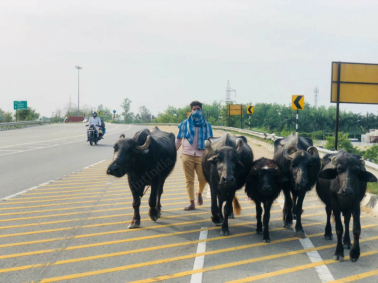 The highways in Uttar Pradesh that always had a massive rush of trucks were empty. A farmer is seen taking his herd of buffaloes for a bath in Kosi river | Photo: Jyoti Yadav | ThePrint