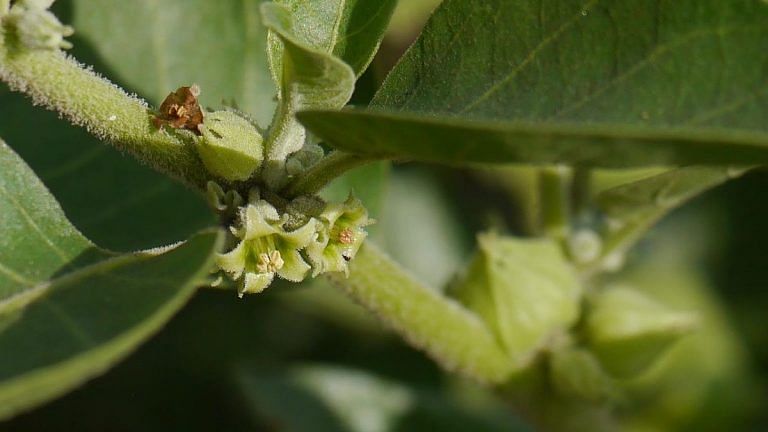 Ashwagandha the new HCQ? Modi govt begins study to see if herb keeps coronavirus away