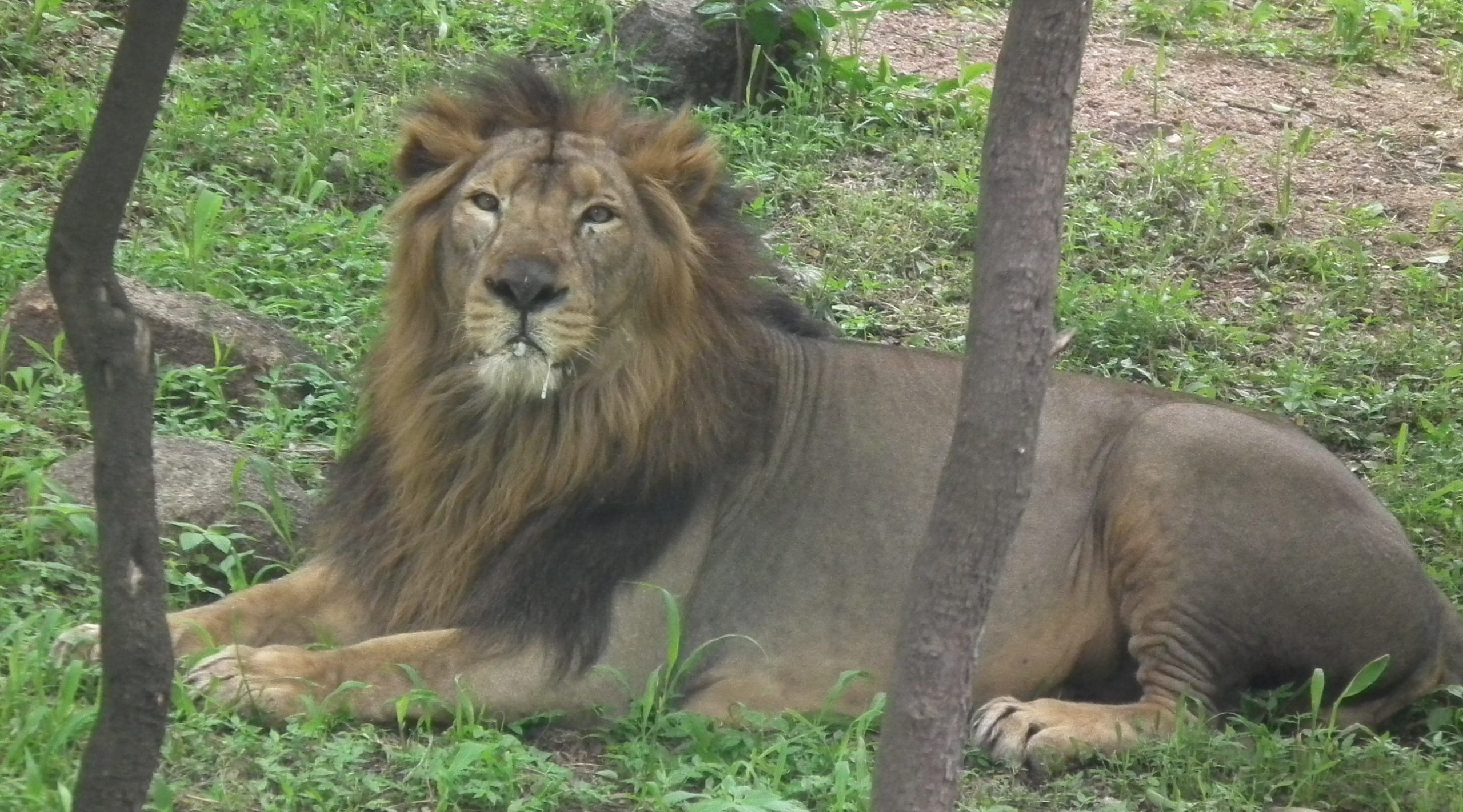 indian-lions-at-risk-of-extinction-due-to-lack-of-genetic-diversity