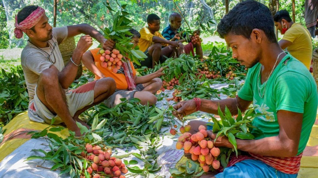 Farmers prepare bundles of litchi fruit to be sold in a market, during the lockdown, in Nadia district, West Bengal, on 11 May 2020 | PTI