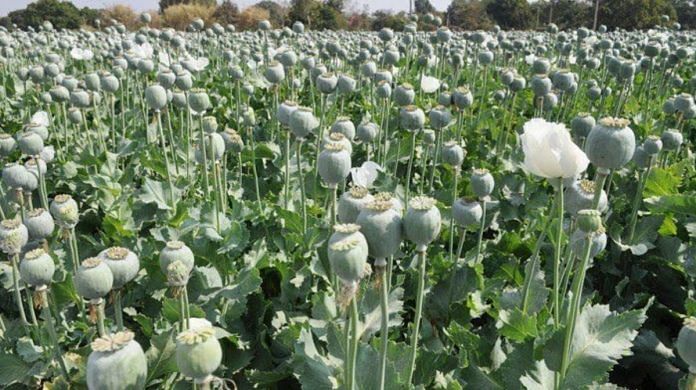A poppy farm in Rajasthan | By special arrangement