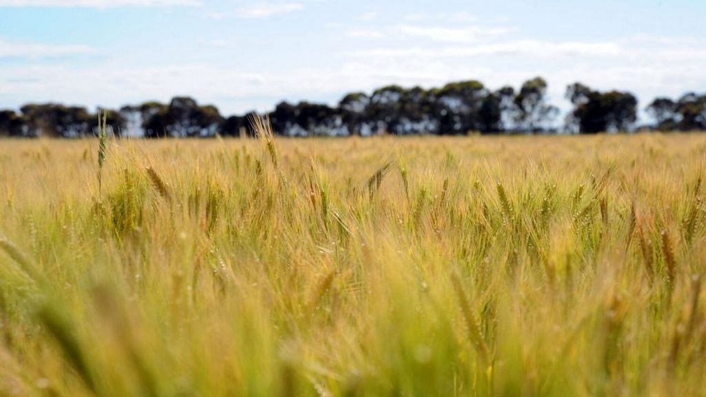 A field of barley approaches maturity, near Pyramid Hill, a town in the north of Victoria state, Australia | Carla Gottgens/Bloomberg