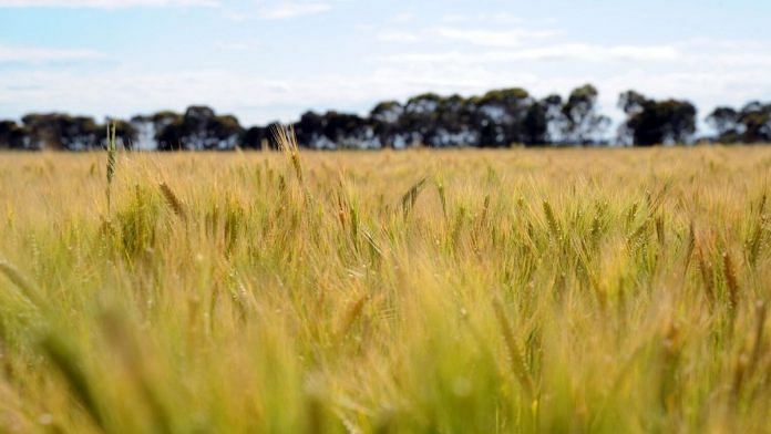 A field of barley approaches maturity, near Pyramid Hill, a town in the north of Victoria state, Australia | Carla Gottgens/Bloomberg
