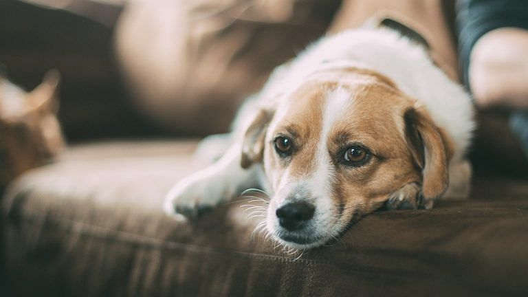 ‘We will fight for our pets’. Surat’s NOC rule brings confusion, fear for dog owners