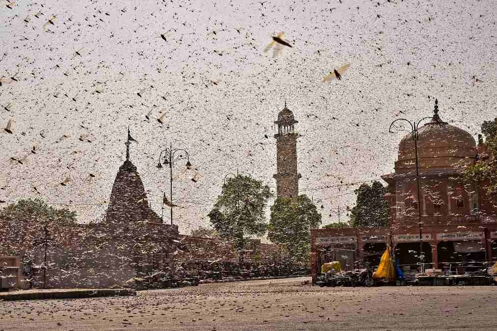 A locust swarm photographed in Jaipur earlier this week | PTI