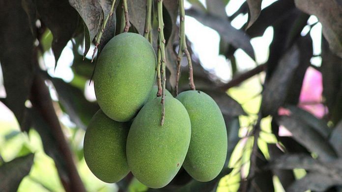 Amrapali mangoes | Photo: Commons
