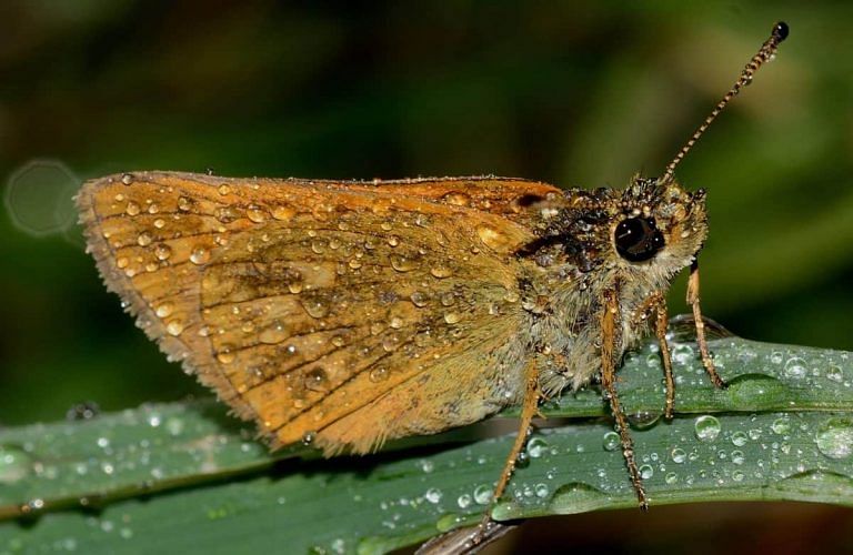 Moths on night shift are working harder than other insects