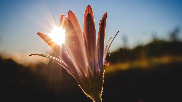 Sunlight can’t cure Covid-19, but don’t dismiss its healing powers