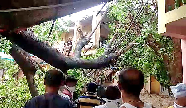 Houses get damaged as a tree gets uprooted due to strong winds after the landfall of Cyclone Nisarga. | ANI