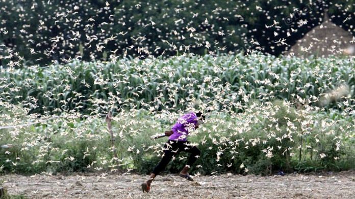 The desert locusts is among the most destructive migratory pests as it can eat its own body weight of vegetation | Photo: Praveen Jain | ThePrint