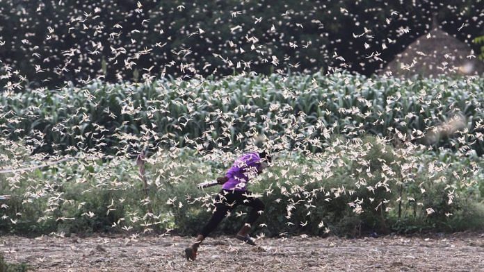 A swarm of desert locusts was seen in Baghai village in Uttar Pradesh on Monday. The desert locust is among the most destructive migratory pests as it can eat its own body weight in vegetation | Praveen Jain | ThePrint
