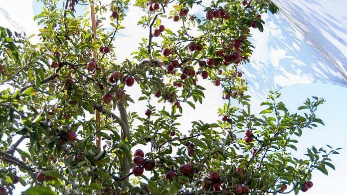 Representational image of an apple orchard | Photo: Commons