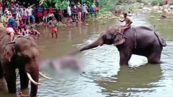 The pregnant elephant died after eating a cracker-filled fruit in Kerala's Palakkad last week (representational image) | ANI