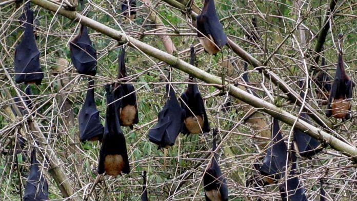 A roost of the Indian Flying Fox, the largest bats around us | Photo: Kadambari Deshpande