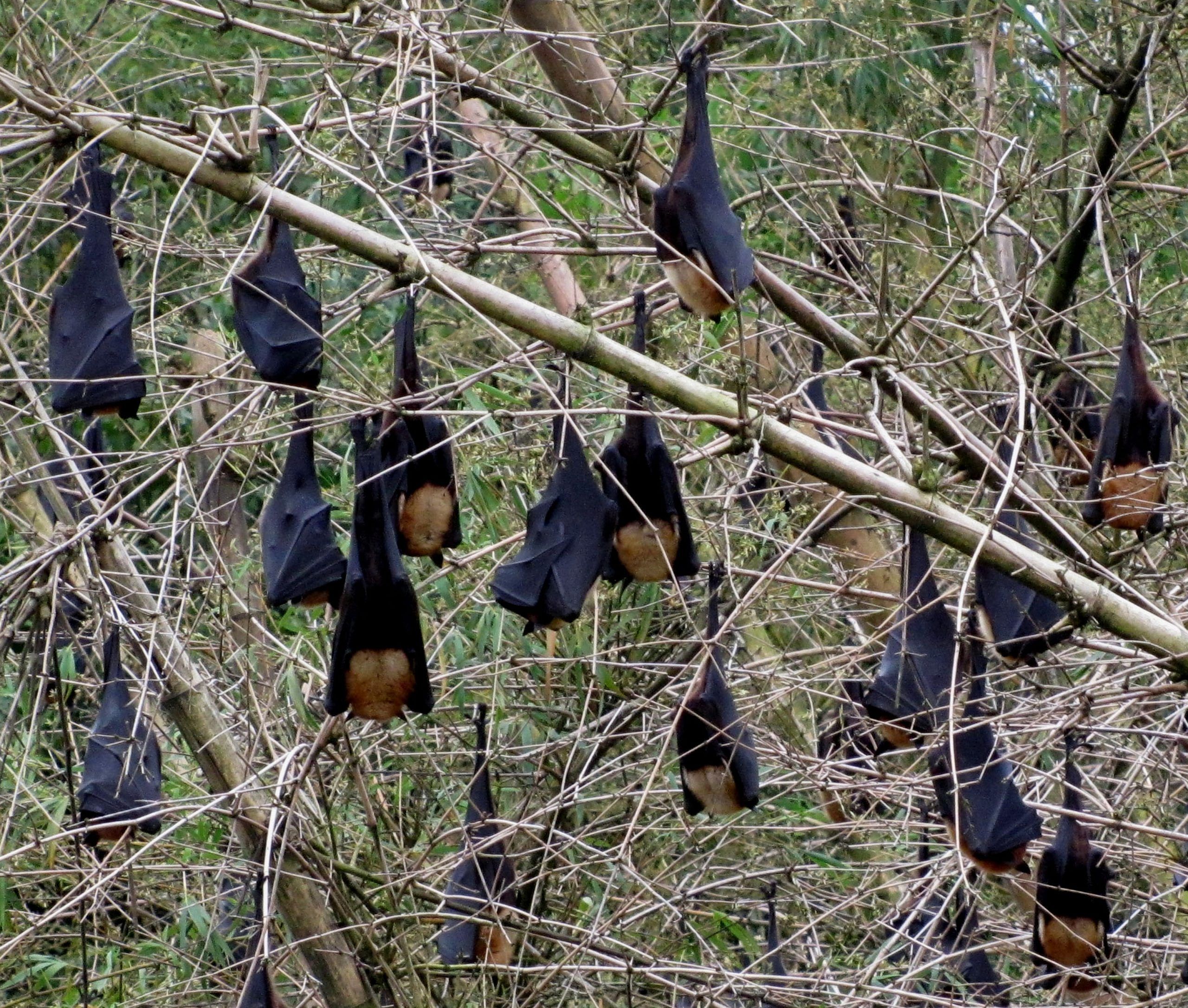 Mosquitos Driving You Nuts? Attract a Bat Colony