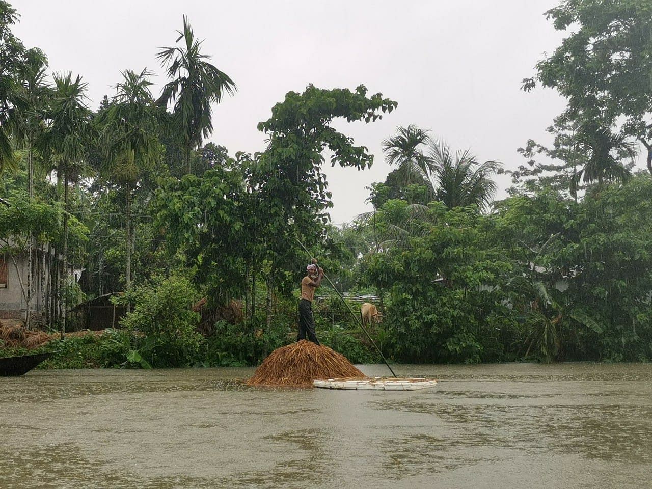 Farmers in Assam's Dhubri district have to wade through waters to save their paddy crops during the flood season | Angana Chakrabarti | ThePrint