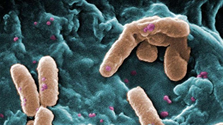 Scientists are already fighting the next pandemic — superbugs