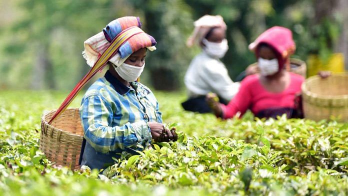 Tea plantation workers in Nagaon, Assam, in April | ANI