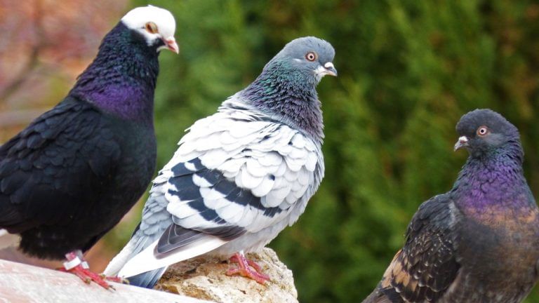 Pigeons aren’t first. India-Pakistan have long been sending deer, monkey spies