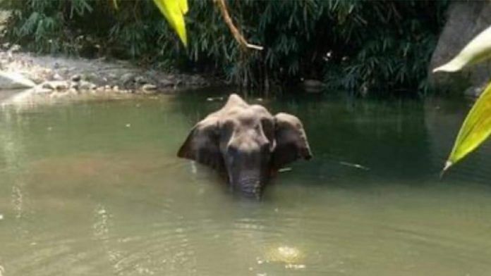 The elephant that died at Mannarkad | Facebook