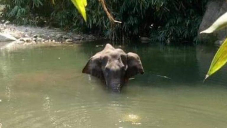 We only allowed killing of boars, Kerala says as outrage over death of wild elephant grows
