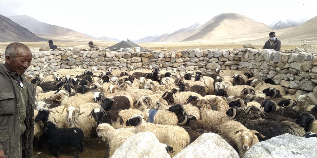 Ladakhi nomads at Chushul village along the LAC | By special arrangement