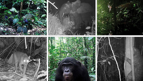 Some animals captured by camera traps in Salonga National Park, DRC