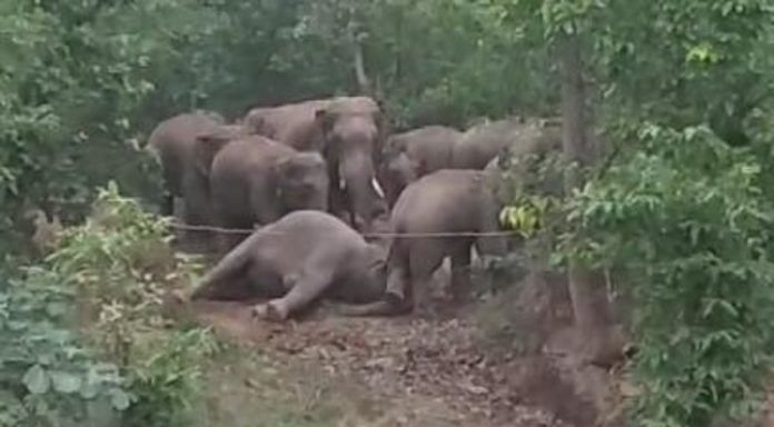 A pregnant elephant's dead body surrounded by the herd in Chhattisgarh's Surajpur on 9 June. | Photo: Special arrangement