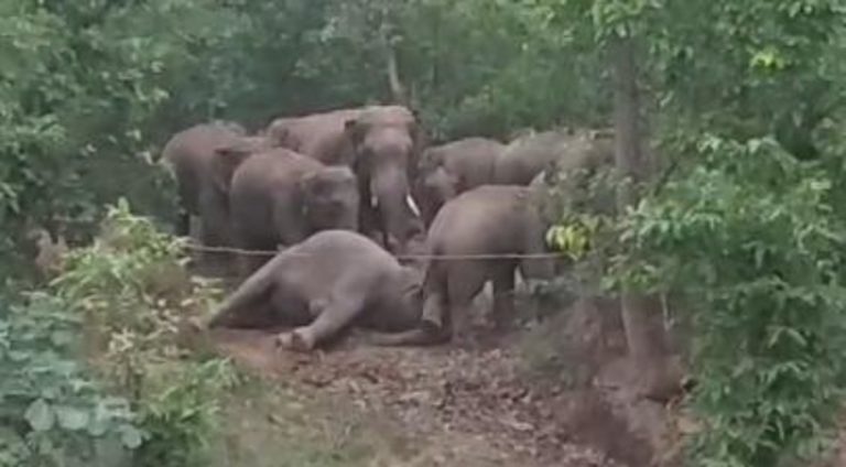6 elephants dead in 9 days in Chhattisgarh, central team delays visit over quarantine fear